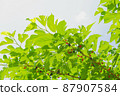 Morus alba, morus alba, early summer, nuts, red fruits, satoyama 87907584