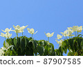 Early summer flowers, Kousa dogwood, early summer trees, flowers 87907585
