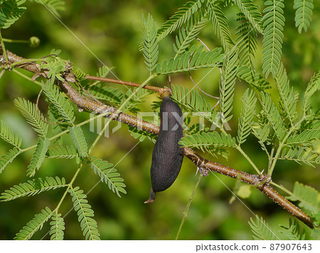 Close up Sponge Tree, Cassie Flower, Sweet Acacia with blur background. 87907643
