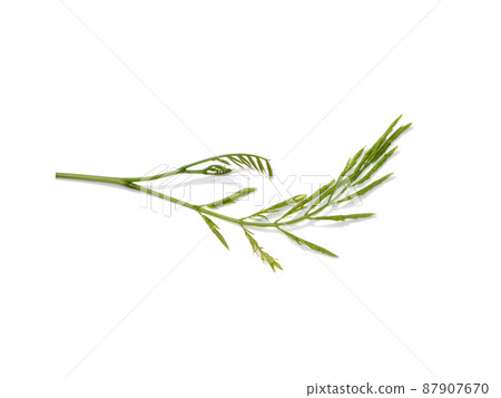 Close up young leaves of White popinac, Lead tree, Horse tamarind, Leucaena tree on white backgroud. Close up young leaves of White popinac, Lead tree, Horse tamarind, Leucaena tree on white backgroud. 87907670