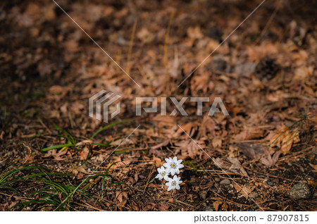 White hepatica 87907815
