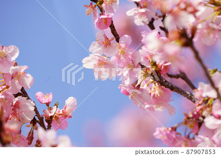 Kawazu Sakura Isesaki Citizen's Forest Kawazu Sakura Isesaki Citizen's Forest 87907853