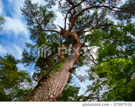 Japanese garden pine tree 87907918