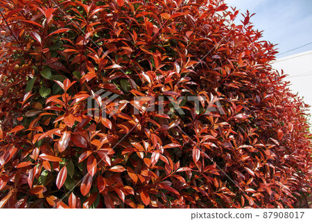 紅葉樹籬(紅尖石楠) 紅葉樹籬(紅尖石楠) 87908017