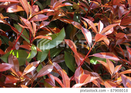 Red leaf hedge (Red Tip Photinia) Red leaf hedge (Red Tip Photinia) 87908018