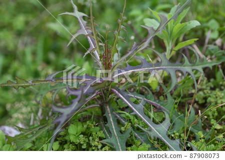 Grass 87908073