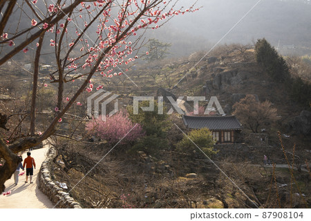 Plum Village in full bloom Plum Village in full bloom 87908104