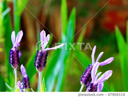 薰衣草1 薰衣草1 87908318