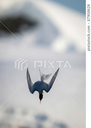 Antarctic tern dives by bank of snow 87908626