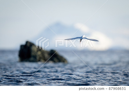 Antarctic tern dives toward ocean to fish 87908631