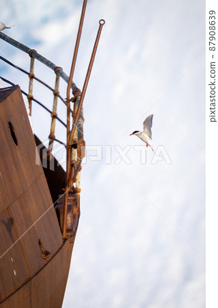 Antarctic tern approaches wreck with wings raised Antarctic tern approaches wreck with wings raised 87908639