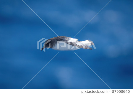 Antarctic petrel in profile with tucked wings Antarctic petrel in profile with tucked wings 87908640