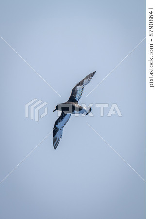Antarctic petrel makes banked turn in sky Antarctic petrel makes banked turn in sky 87908641