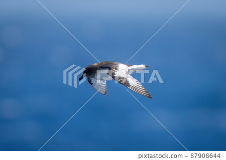 Antarctic petrel soars over ocean in sunshine 87908644