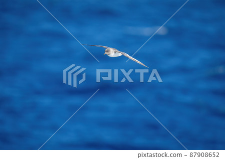 Antarctic petrel glides over ocean spreading wings 87908652