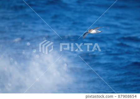 Antarctic petrel glides over spray from ocean Antarctic petrel glides over spray from ocean 87908654