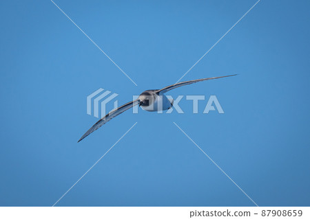 Antarctic petrel in blue sky spreading wings Antarctic petrel in blue sky spreading wings 87908659
