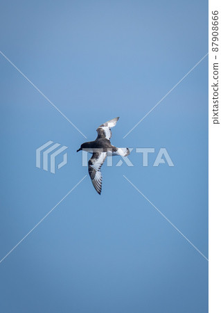 Antarctic petrel flies in clear bue sky 87908666