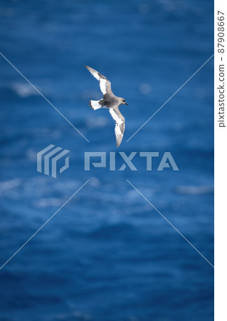 Antarctic petrel flies over sea in sunshine Antarctic petrel flies over sea in sunshine 87908667