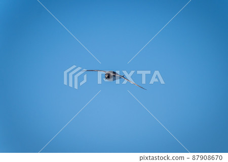 Antarctic petrel glides in clear blue sky Antarctic petrel glides in clear blue sky 87908670