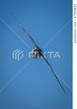 Antarctic petrel approaches camera with wings diagonal Antarctic petrel approaches camera with wings diagonal 87908683