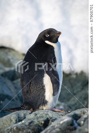 Adelie penguin stands turning head towards camera 87908701
