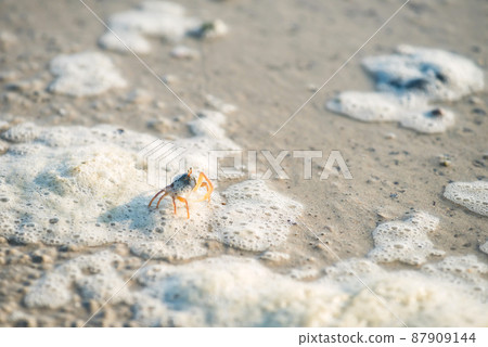 Little crab walking on beach with bubble sea water, Krabi 87909144