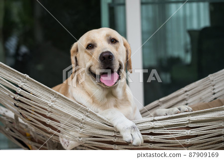 Yellow labrador retriever dog relax on rope hammock Yellow labrador retriever dog relax on rope hammock 87909169