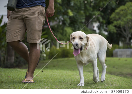 yellow labrador retriever taken for walk in park by its owner 87909170