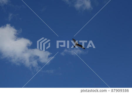 Flying seagull against the blue sky with few clouds Flying seagull against the blue sky with few clouds 87909386