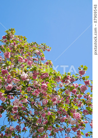 Yae Sakura in full bloom 3: 2 version 87909548