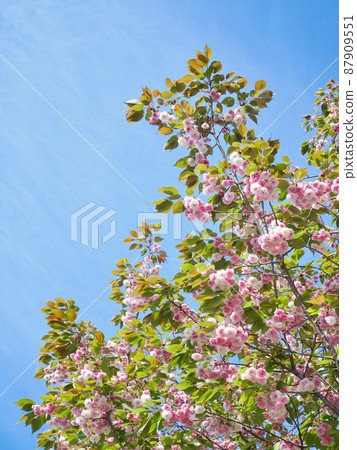 盛開的雙櫻花 87909551
