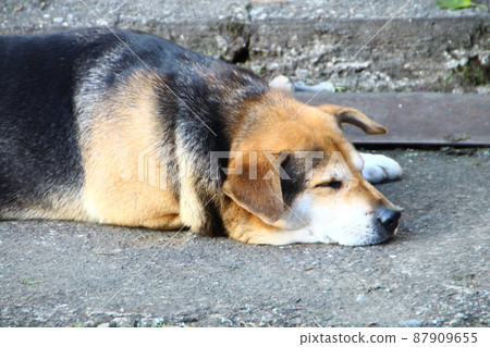 狗 狗 87909655