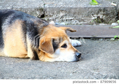 狗 狗 87909656