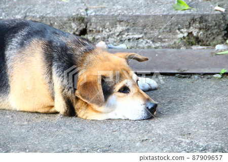 狗 狗 87909657