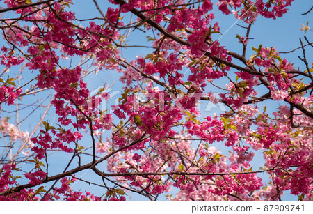Bright two-colored cherry blossom trees Bright two-colored cherry blossom trees 87909741