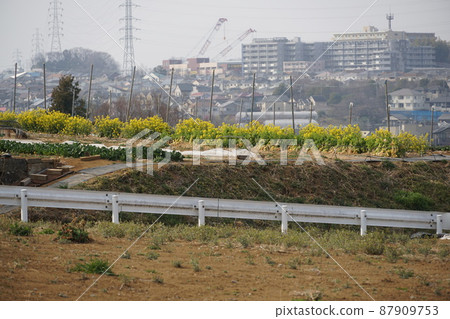 透過花桃之丘的油菜田看到的 Yonetty Ozenji 和 Shiomidai 的城市景觀 87909753