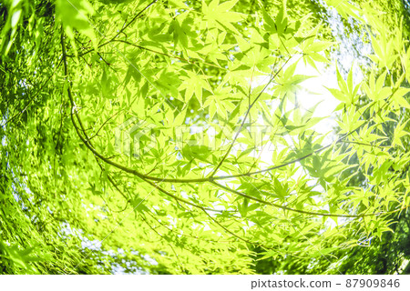Image cut of fresh green maple, Miyagase Lakeside Park, Kanagawa Prefecture 87909846