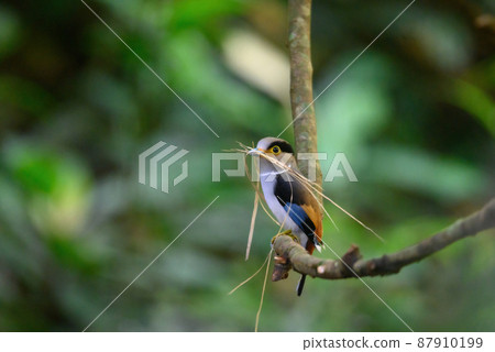 silver-breasted broadbill bird Taking dry wood to make a nest 87910199