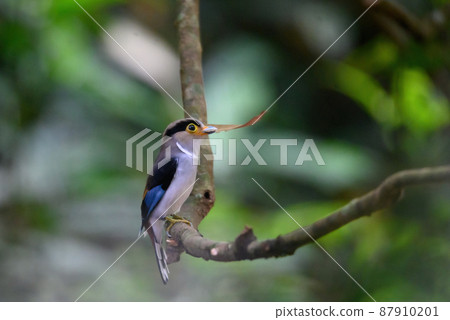 silver-breasted broadbill bird Taking dry wood to make a nest silver-breasted broadbill bird Taking dry wood to make a nest 87910201