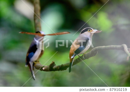 silver-breasted broadbill bird Taking dry wood to make a nest silver-breasted broadbill bird Taking dry wood to make a nest 87910219