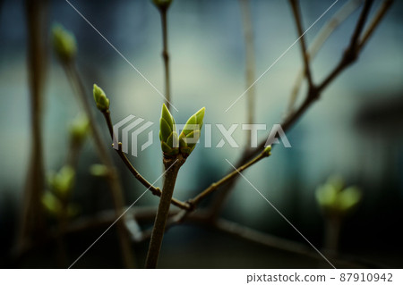 The birth of tree leaves The birth of tree leaves 87910942