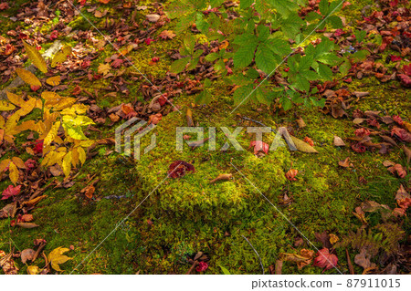 Kumoba Pond in autumn colors in autumn in Karuizawa, one of Japan's leading resort areas 87911015