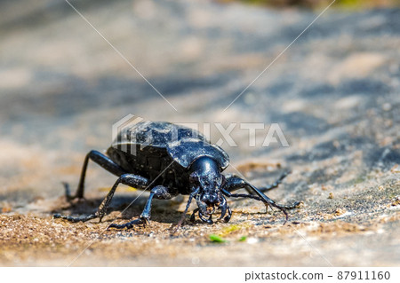 Carabus coriaceus is a species of beetle widespread in Europe, where it is primarily found in deciduous forests and mixed forests. Front view Carabus coriaceus is a species of beetle widespread in Europe, where it is primarily found in deciduous forests and mixed forests. Front view 87911160