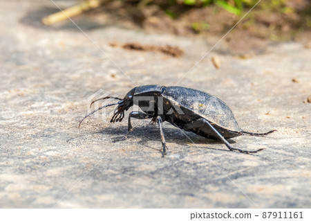 Carabus coriaceus is a species of beetle widespread in Europe, where it is primarily found in deciduous forests and mixed forests. Close up. 87911161
