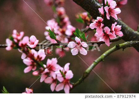 春天美麗的桃花（Hanagen，Hanagen，Hanagen） 87912974