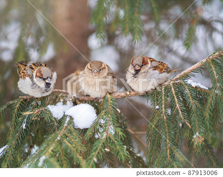 Three Sparrows sits on a fir branch in the autumn or winter Three Sparrows sits on a fir branch in the autumn or winter 87913006