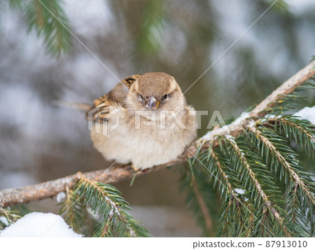 Sparrow sits on a fir branch with snow in winter 87913010