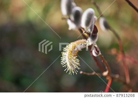 Pussy willow wrapped in white hair (March) Pussy willow wrapped in white hair (March) 87913208