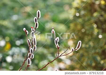 Pussy willow wrapped in white hair (March) 87913210